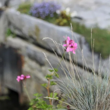 Le Grenier De La Floye - Coquelicot